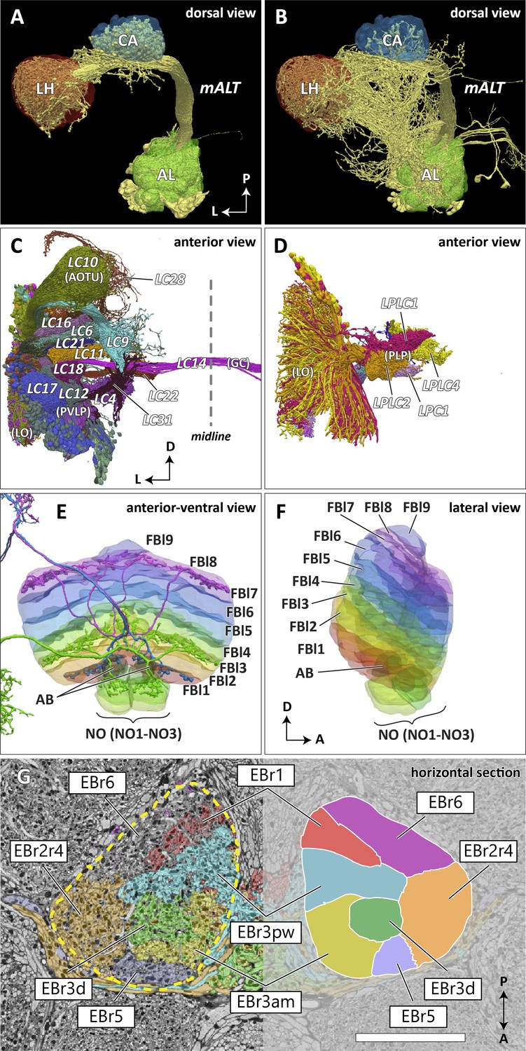 A connectome and analysis of the adult Drosophila central brain ...