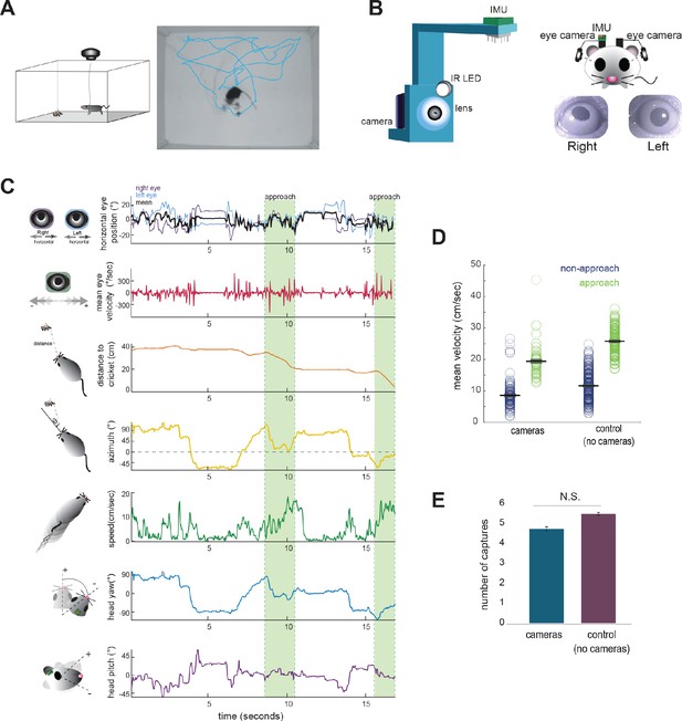 Dynamics Of Gaze Control During Prey Capture In Freely Moving Mice Elife