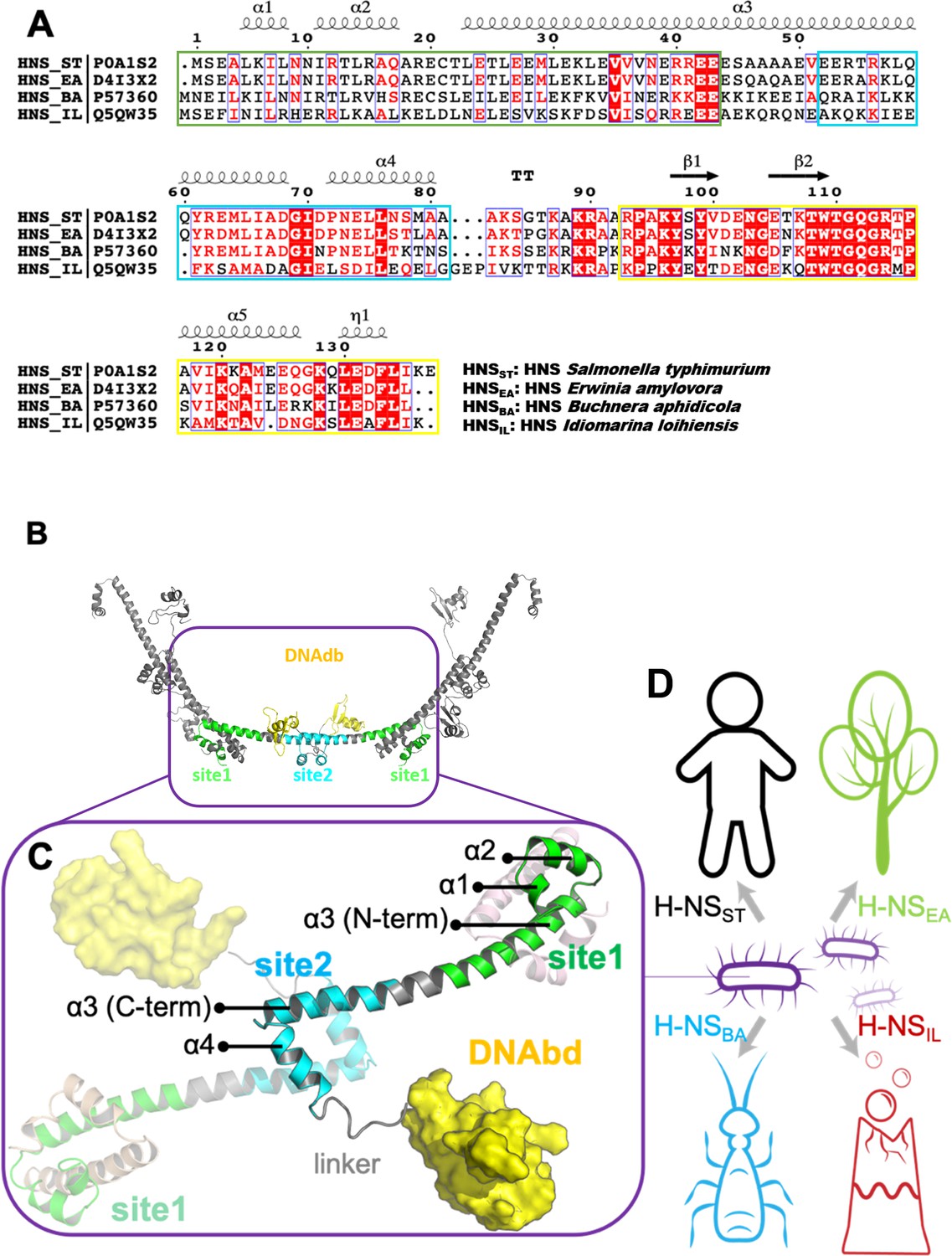 Molecular Basis For The Adaptive Evolution Of Environment Sensing By H Ns Proteins Elife