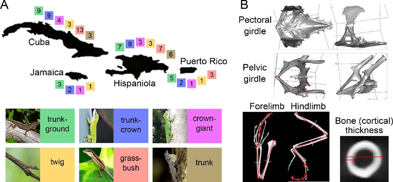 Galling Arthropods and Their Associates: Ecology and