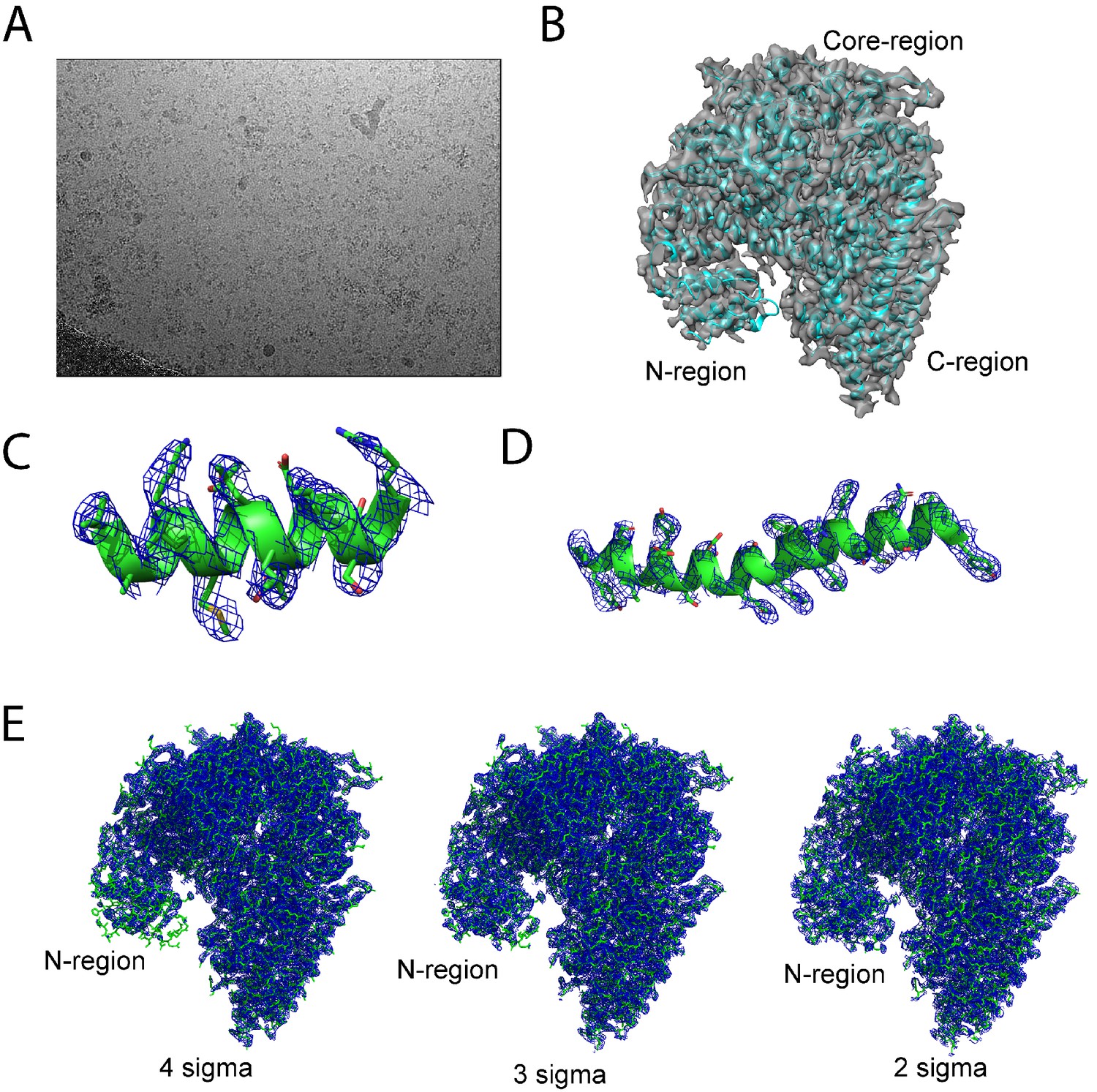 Molecular Basis For N Terminal Alpha Synuclein Acetylation By Human Natb Elife
