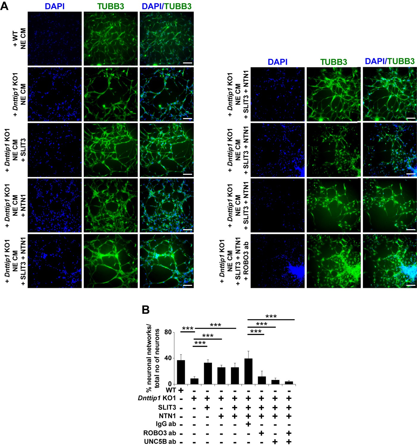 Figures And Data In The Histone Deacetylase Complex MiDAC Regulates A