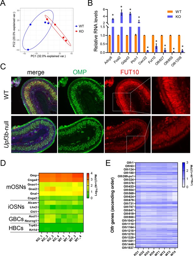 Figures and data in The role of the NMD factor UPF3B in olfactory ...