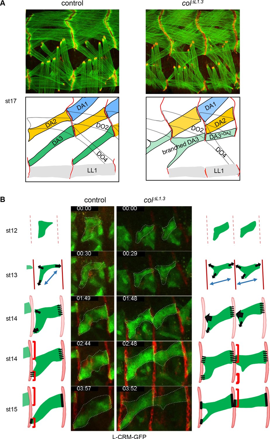 Intrinsic control of muscle attachment sites matching | eLife