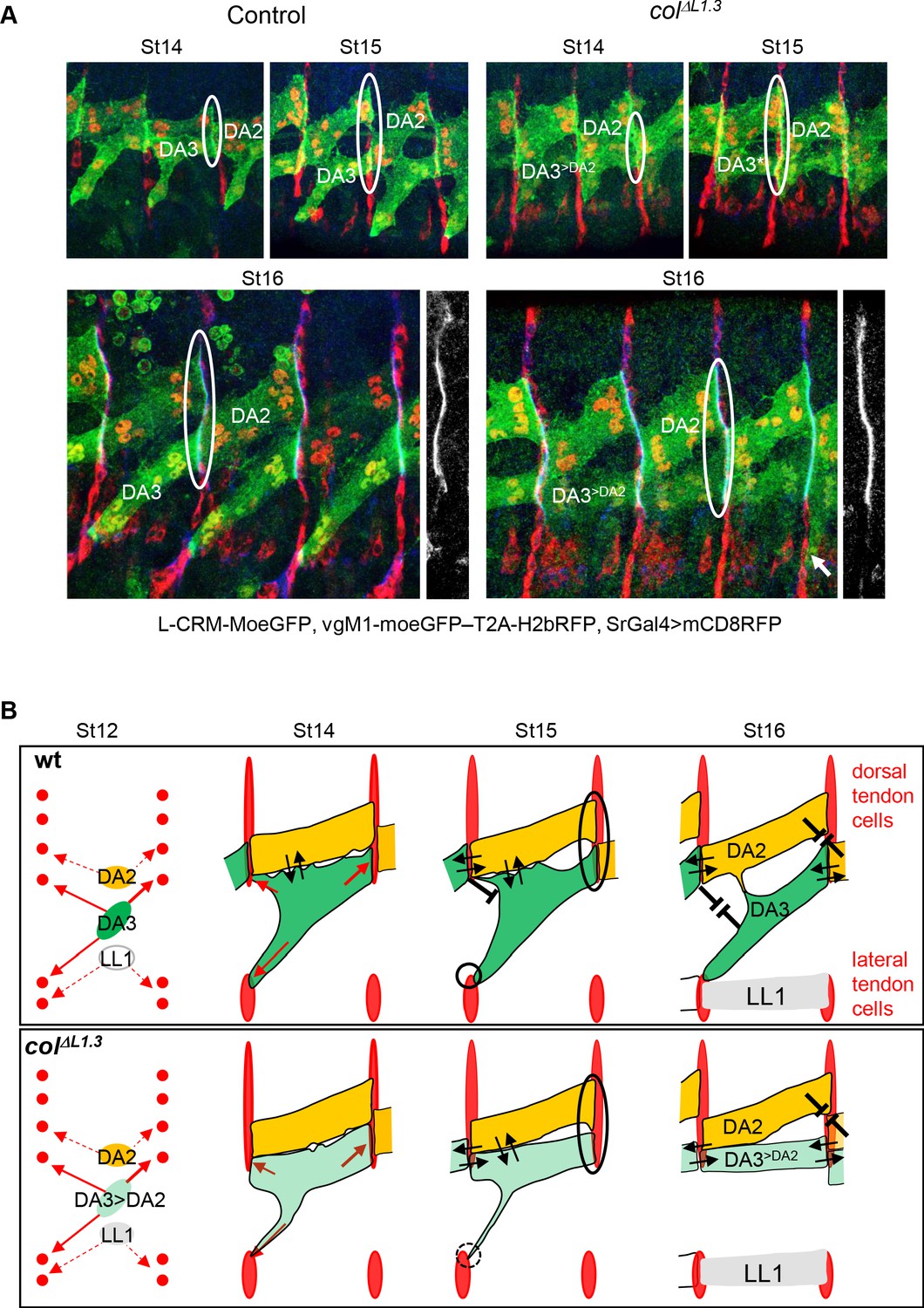 Intrinsic control of muscle attachment sites matching | eLife