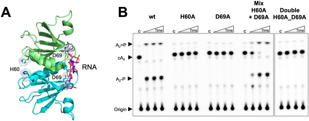 Tetramerisation of the CRISPR ring nuclease Crn3\/Csx3 facilitates ...