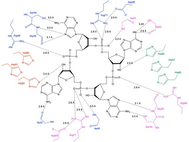 Figures and data in Tetramerisation of the CRISPR ring nuclease Crn3 ...