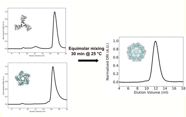 Figures and data in Tailored design of protein nanoparticle scaffolds ...