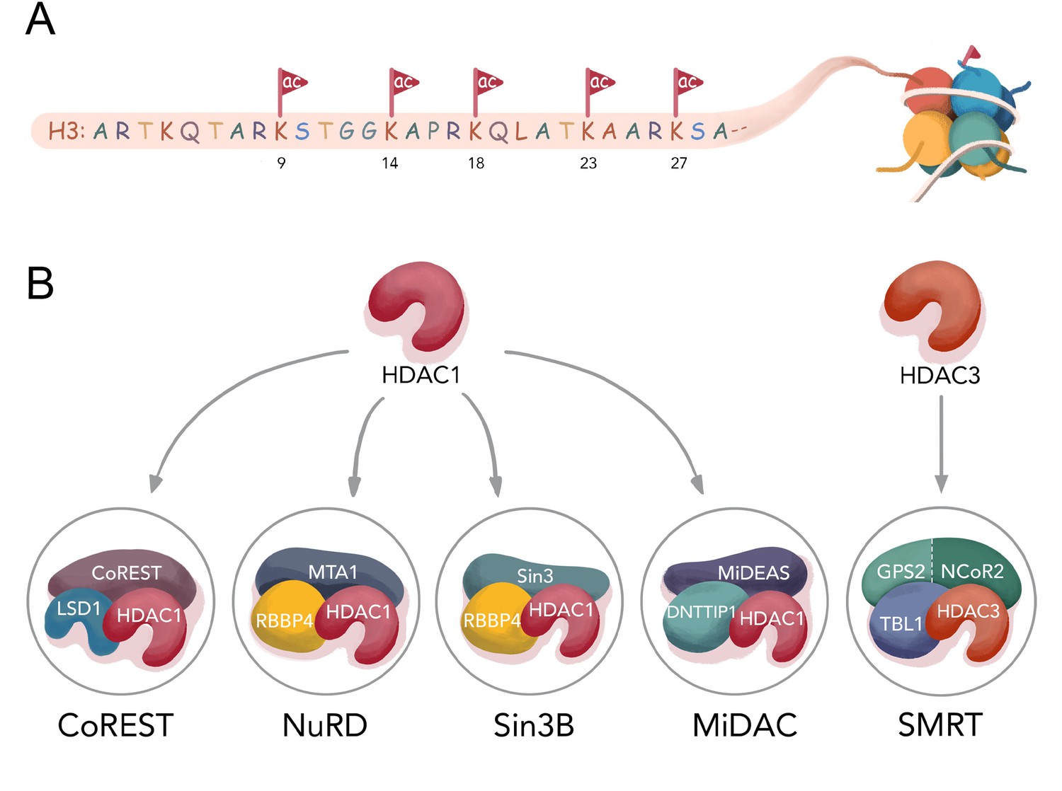 Diverse nucleosome Site-Selectivity among histone deacetylase complexes ...