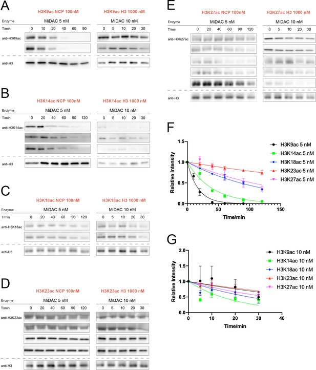 Figures And Data In Diverse Nucleosome Site Selectivity Among Histone