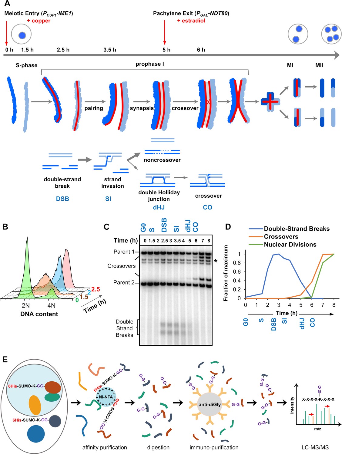 Purification of bulk SUMO conjugates from yeast. A, schematic of the