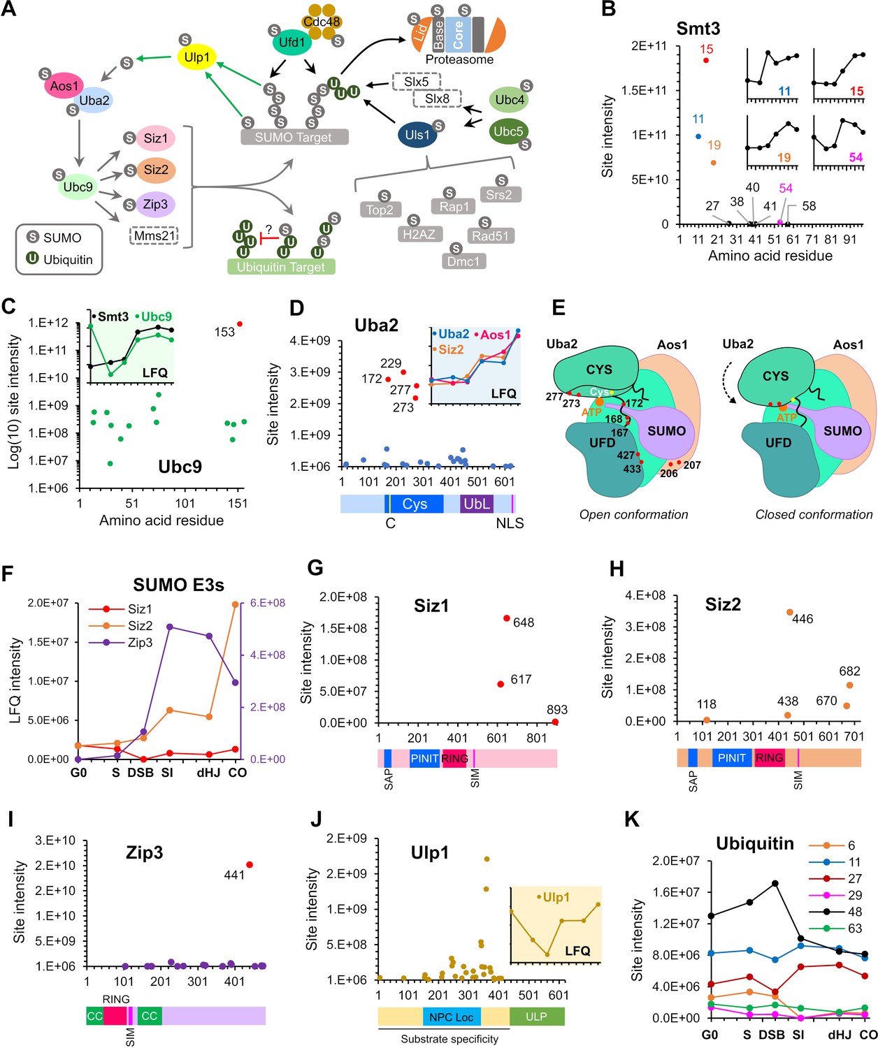 SUMO is a pervasive regulator of meiosis | eLife