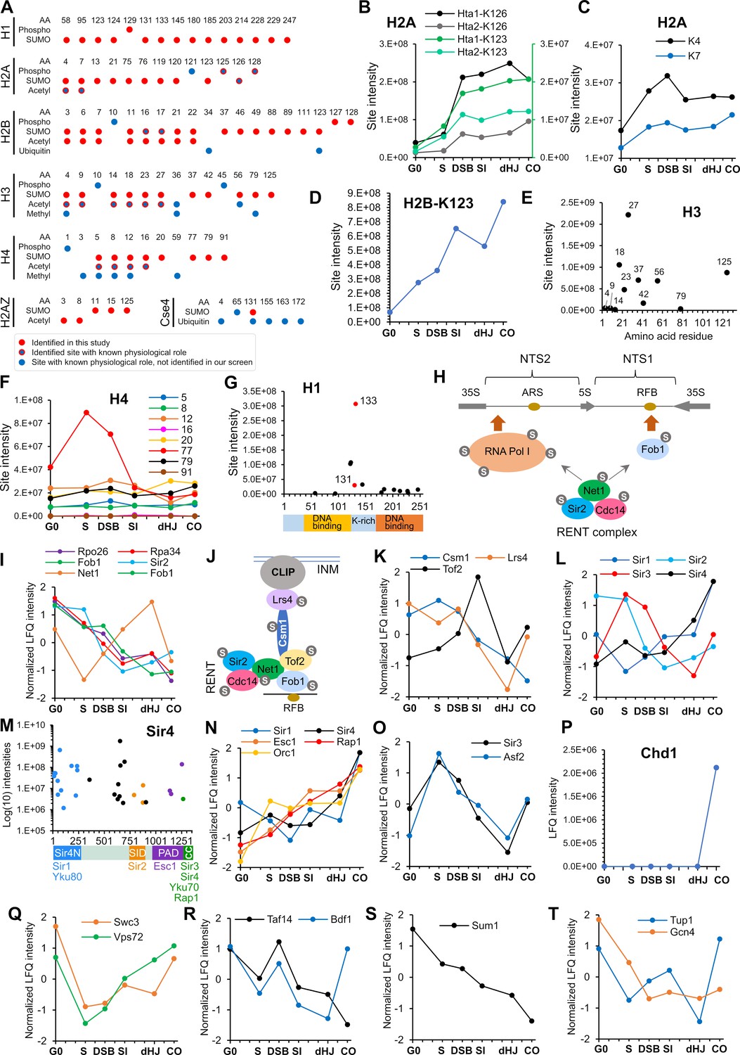 SUMO is a pervasive regulator of meiosis | eLife