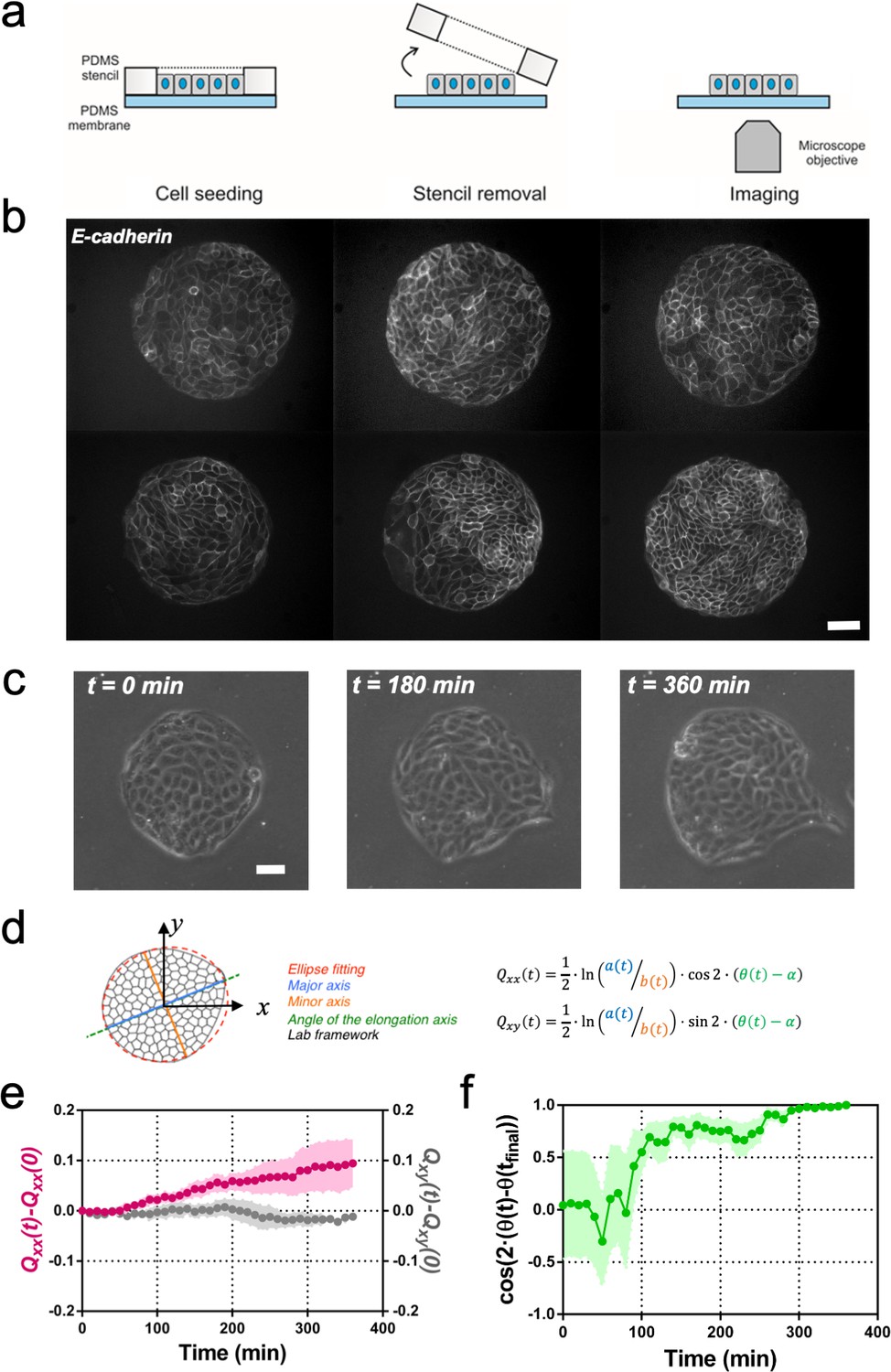 Epithelial Colonies In Vitro Elongate Through Collective Effects Elife