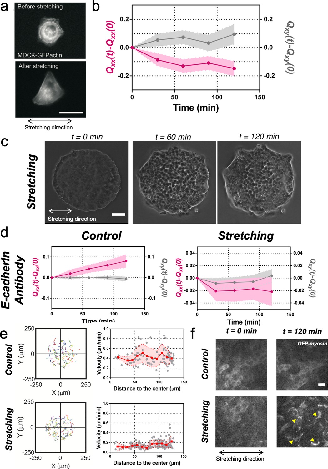 Epithelial Colonies In Vitro Elongate Through Collective Effects Elife