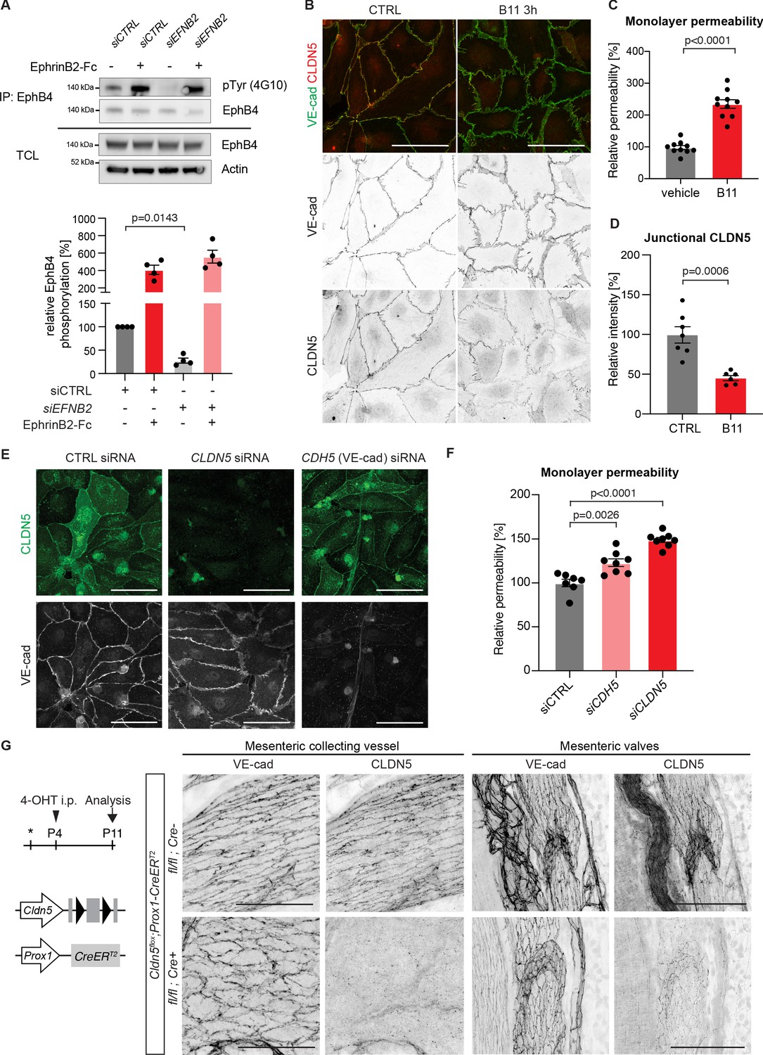 Figures and data in EphrinB2-EphB4 signalling provides Rho-mediated ...