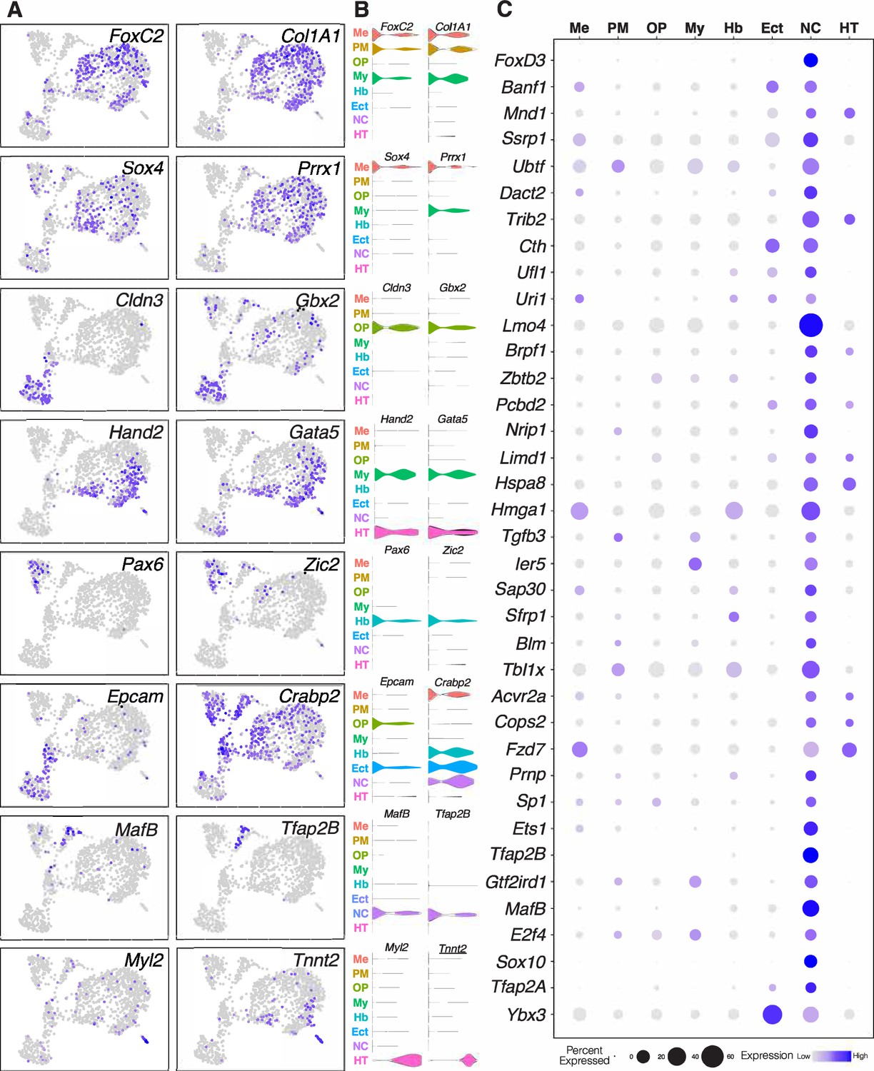 Figures and data in Bimodal function of chromatin remodeler Hmga1 in ...