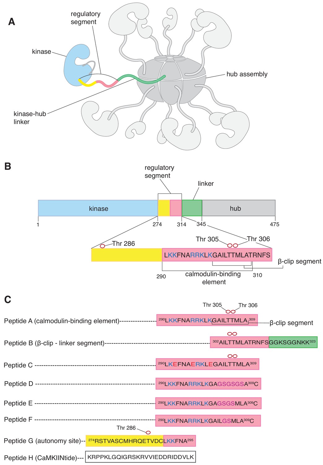 Breakage of the oligomeric CaMKII hub by the regulatory