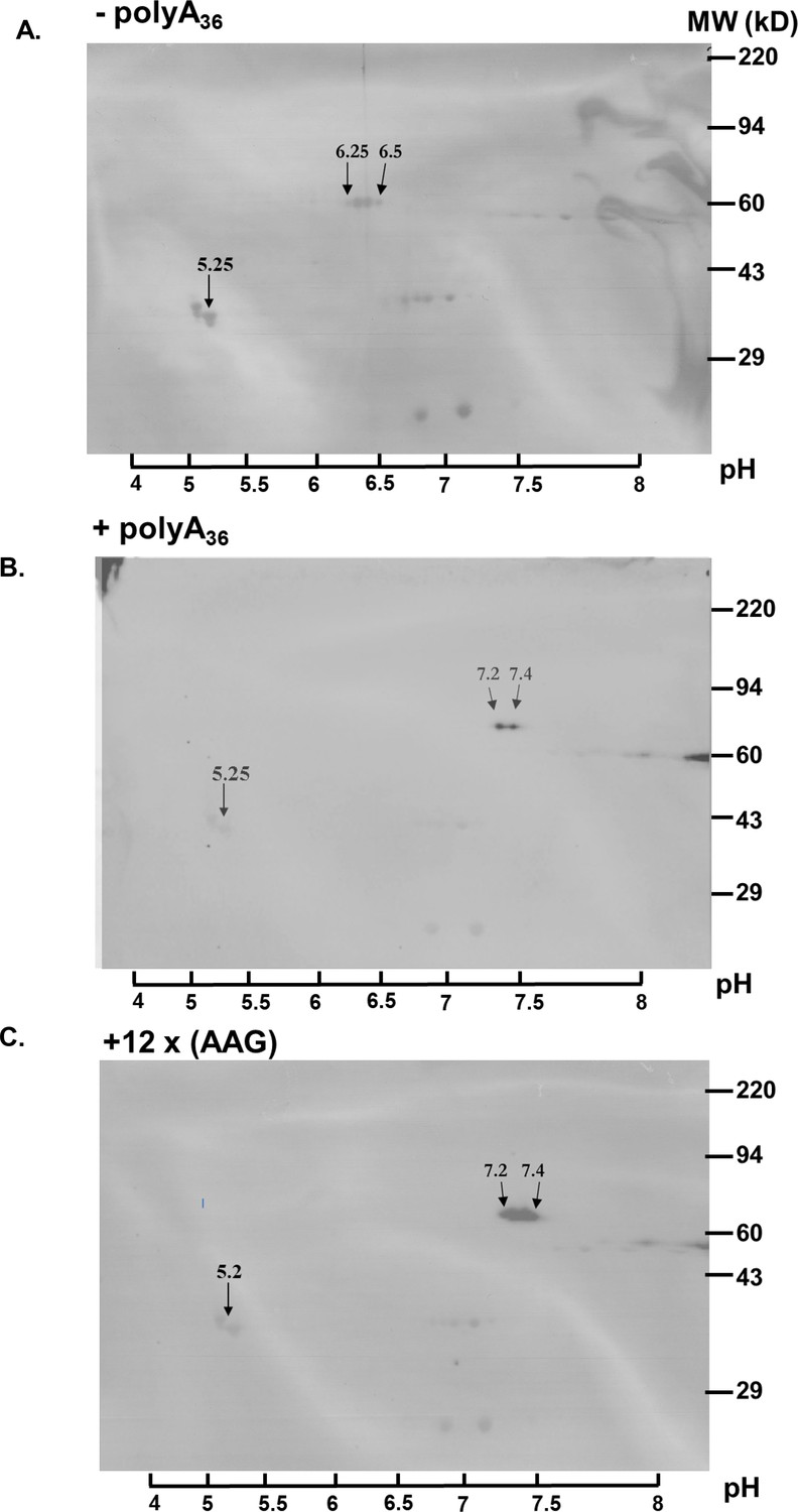 売り出しネット SHARP CV-P180-W WHITE rlsinstitute.edu.in