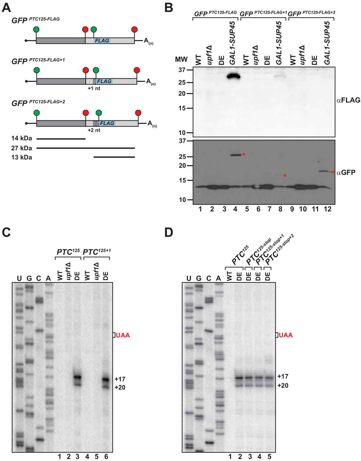 Inhibition of post-termination ribosome recycling at premature ...