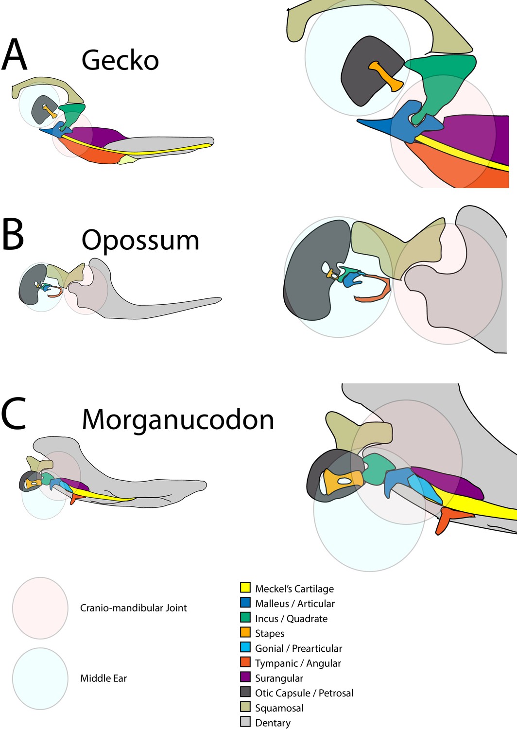 Transient role of the middle ear as a lower jaw support