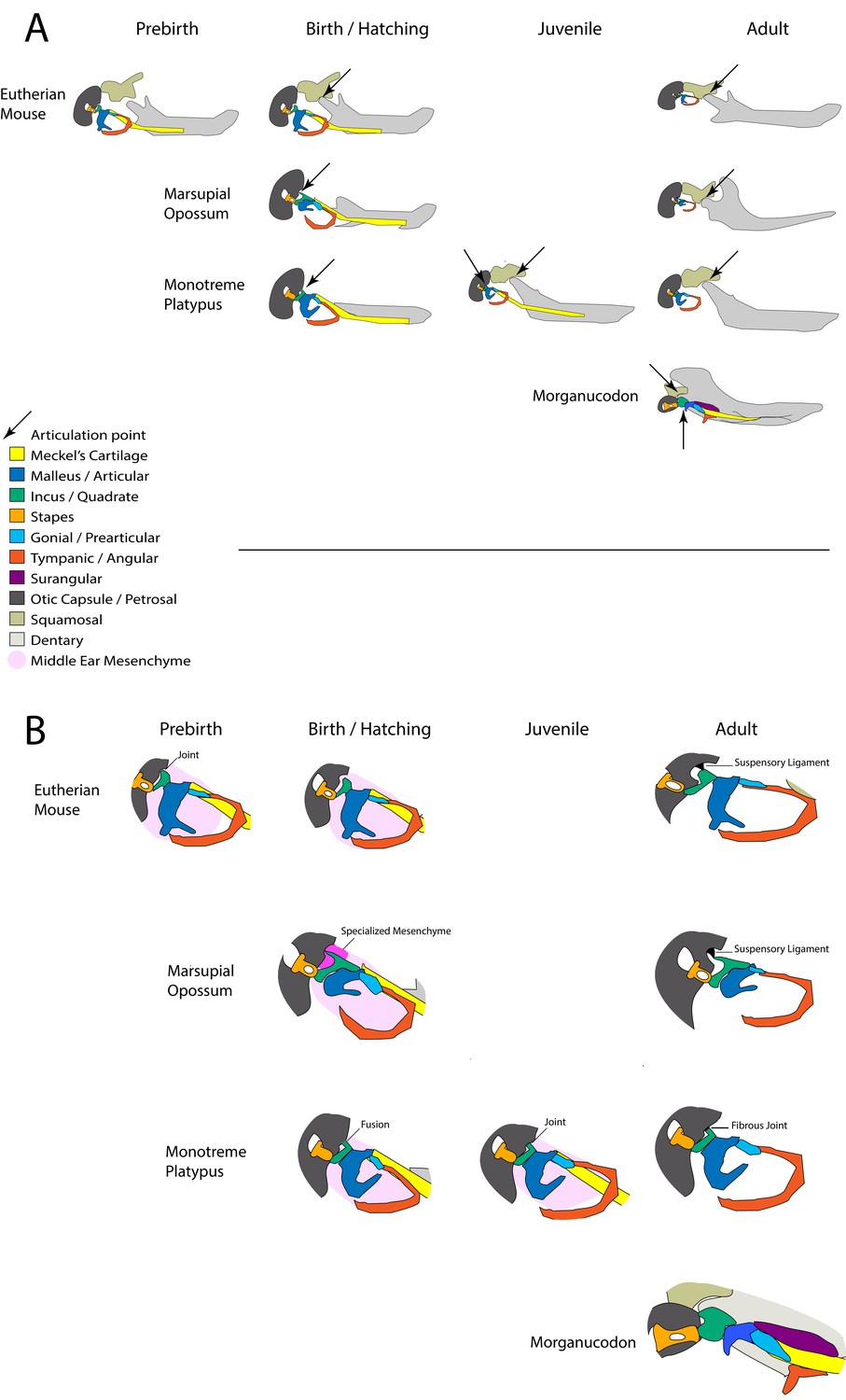 Transient role of the middle ear as a lower jaw support across 