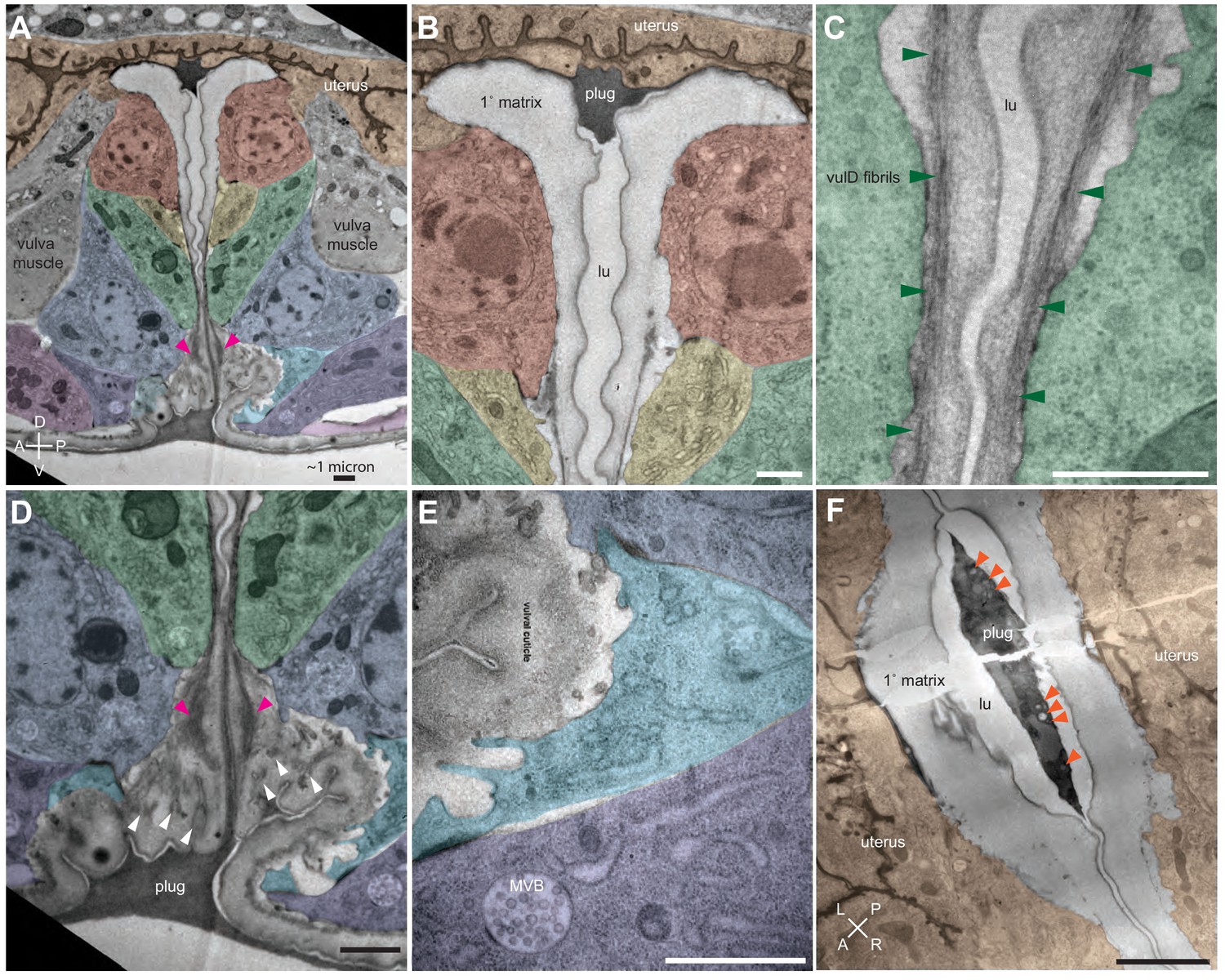 A multi-layered and dynamic apical extracellular matrix shapes the 