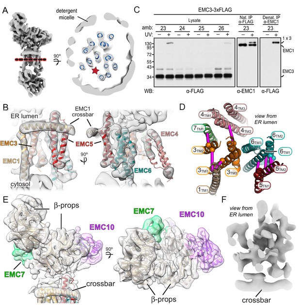 The Architecture Of EMC Reveals A Path For Membrane Protein Insertion ...