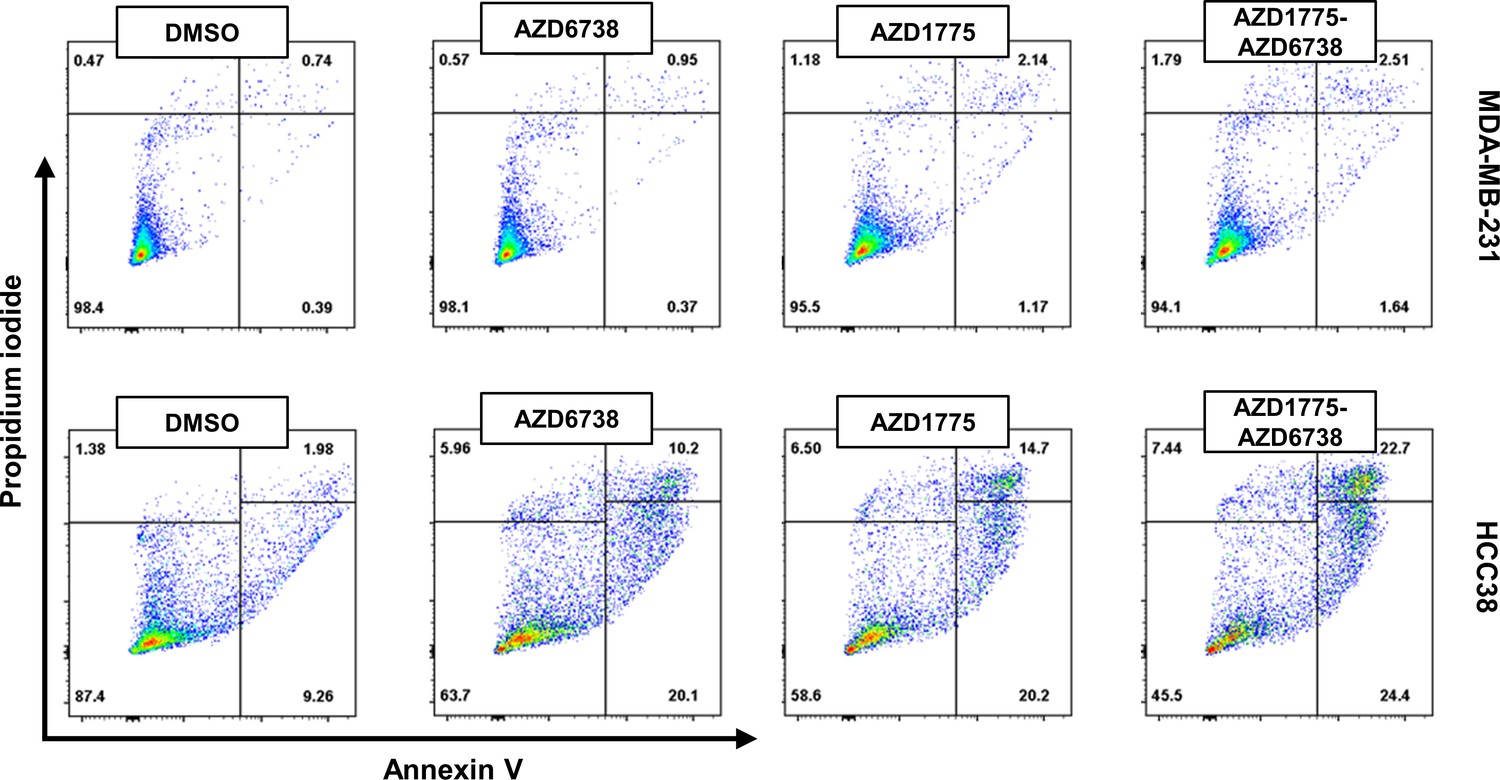 Figures and data in PTEN and DNA-PK determine sensitivity and recovery ...