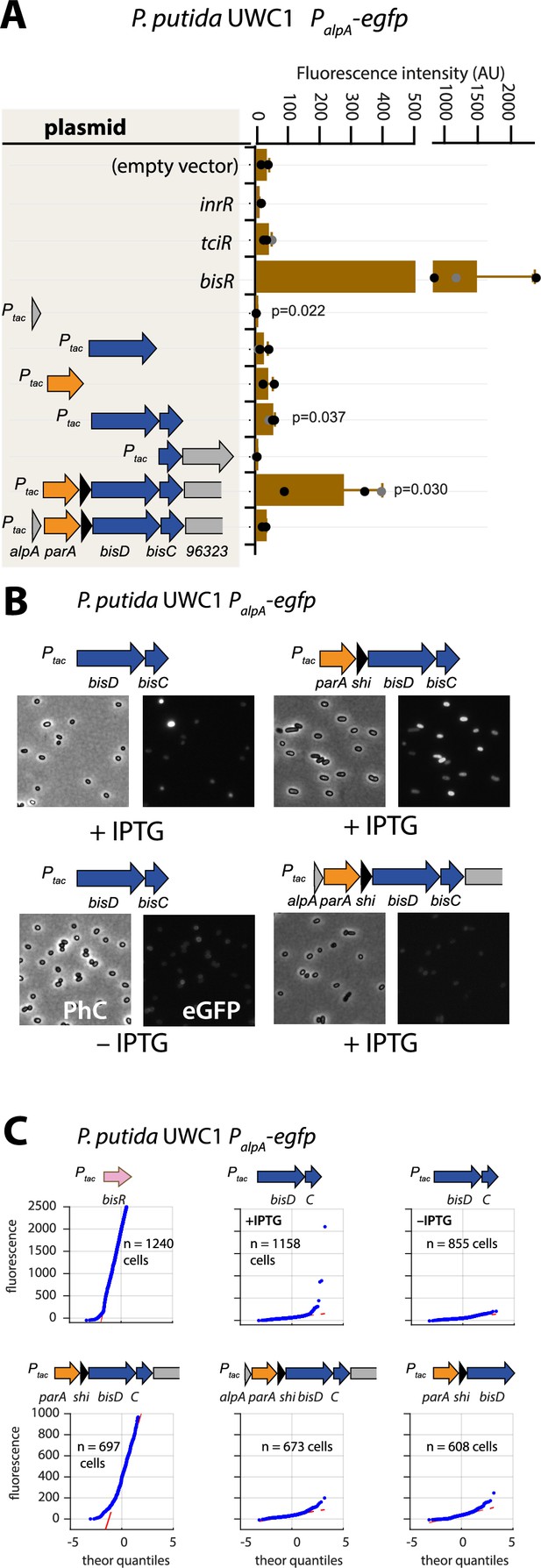 An Analog To Digital Converter Controls Bistable Transfer Competence ...