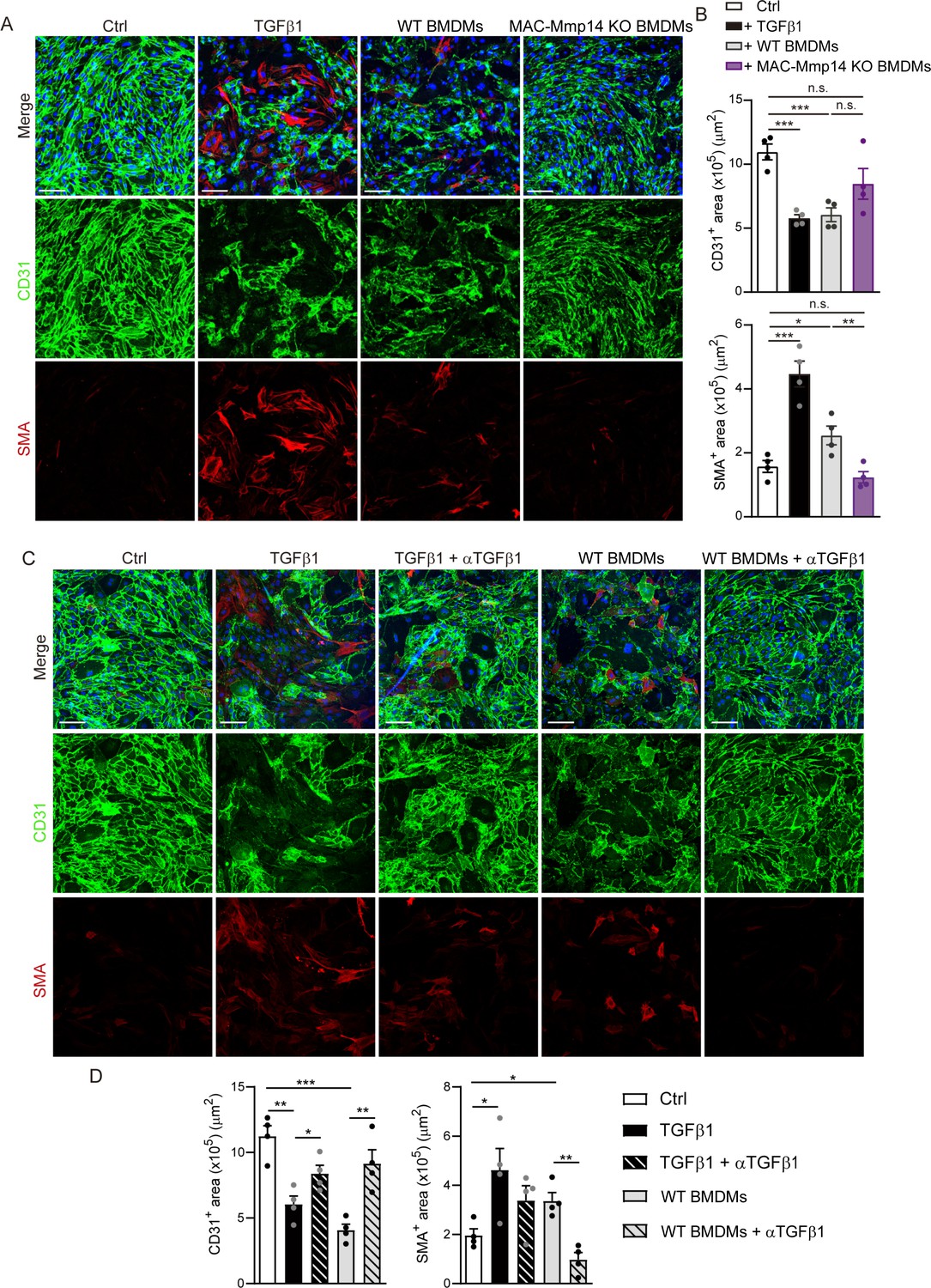 Macrophages Promote Endothelial To Mesenchymal Transition Via Mt1 Mmp Tgfb1 After Myocardial Infarction Elife