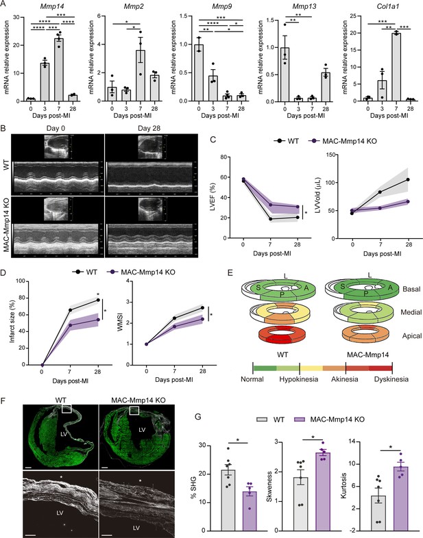 Macrophages promote endothelial-to-mesenchymal transition via MT1-MMP ...