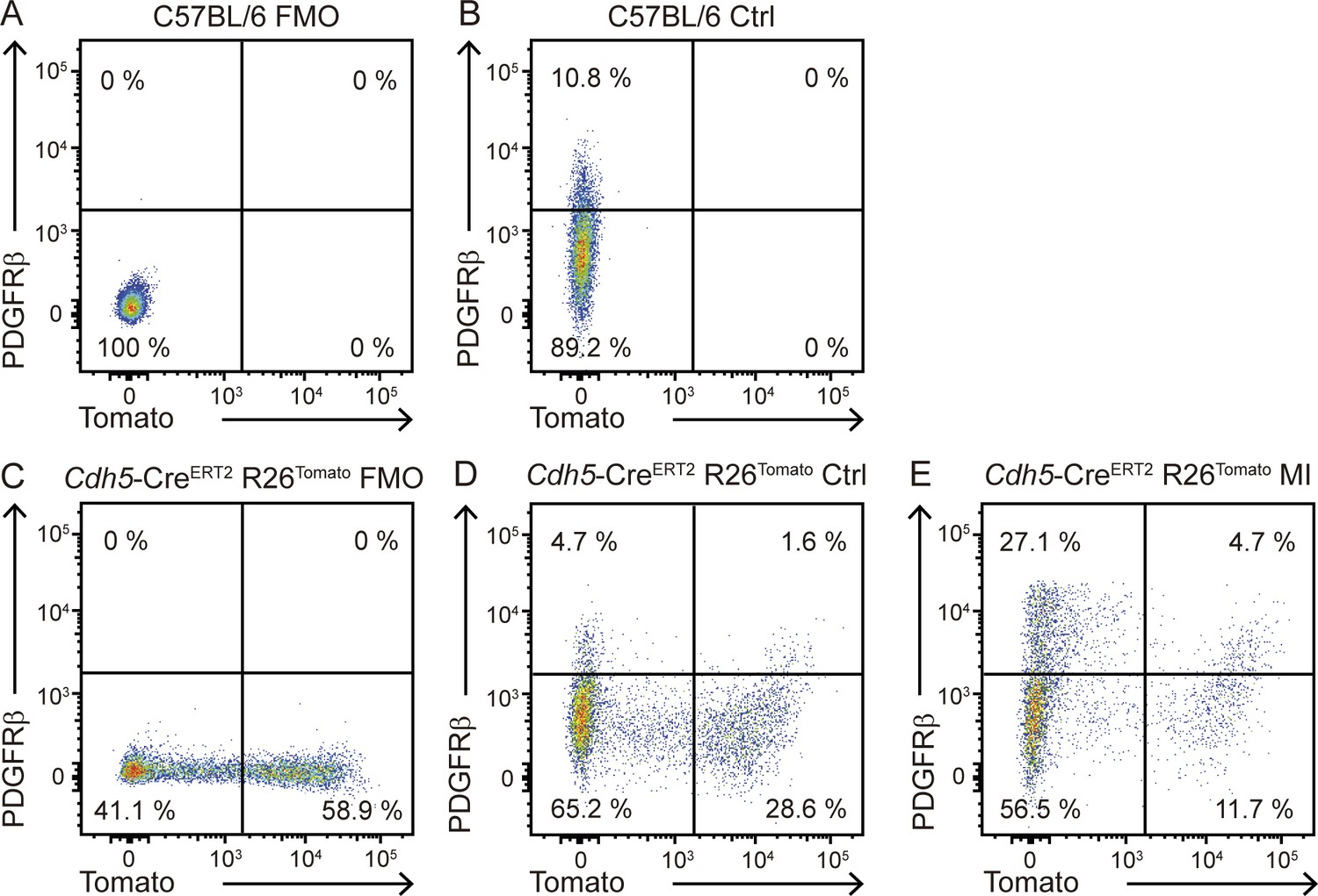 Figures and data in Macrophages promote endothelial-to-mesenchymal ...