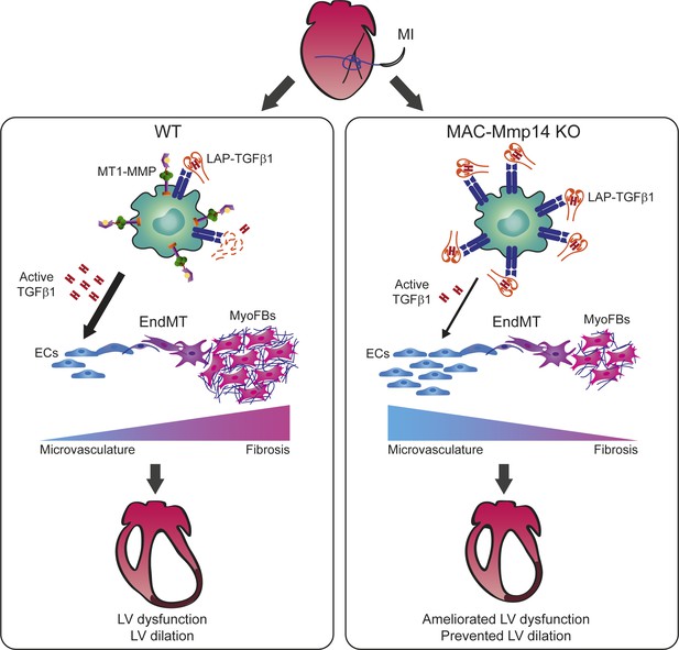 Macrophages promote endothelial-to-mesenchymal transition via MT1-MMP ...