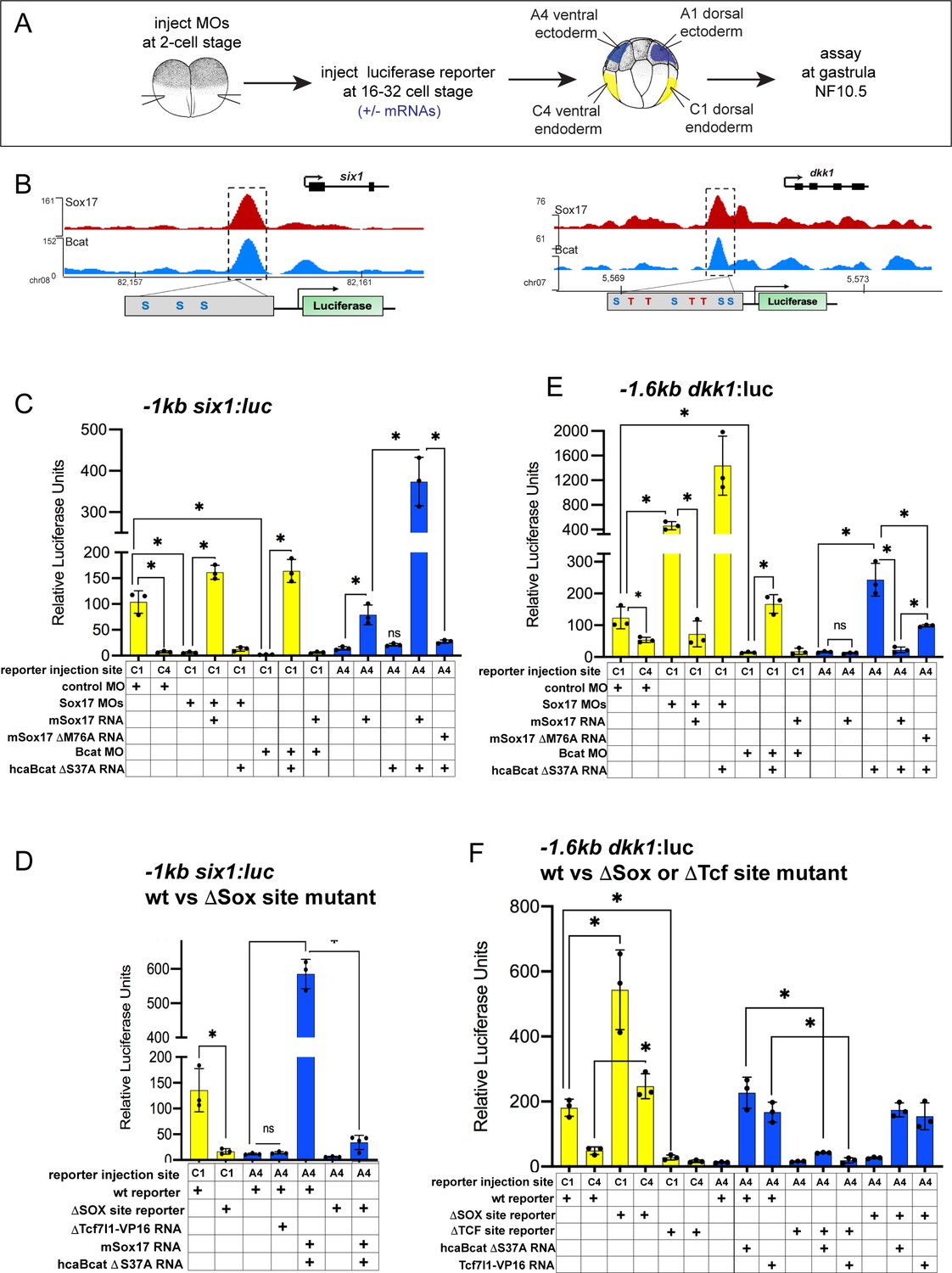 Figures and data in Sox17 and β catenin co occupy Wnt responsive