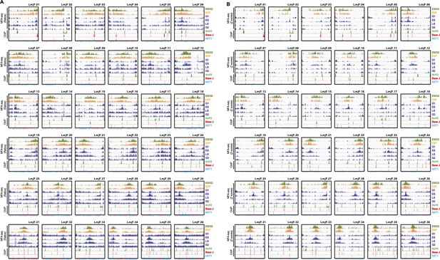 Figures and data in Genome duplication in Leishmania major relies on ...