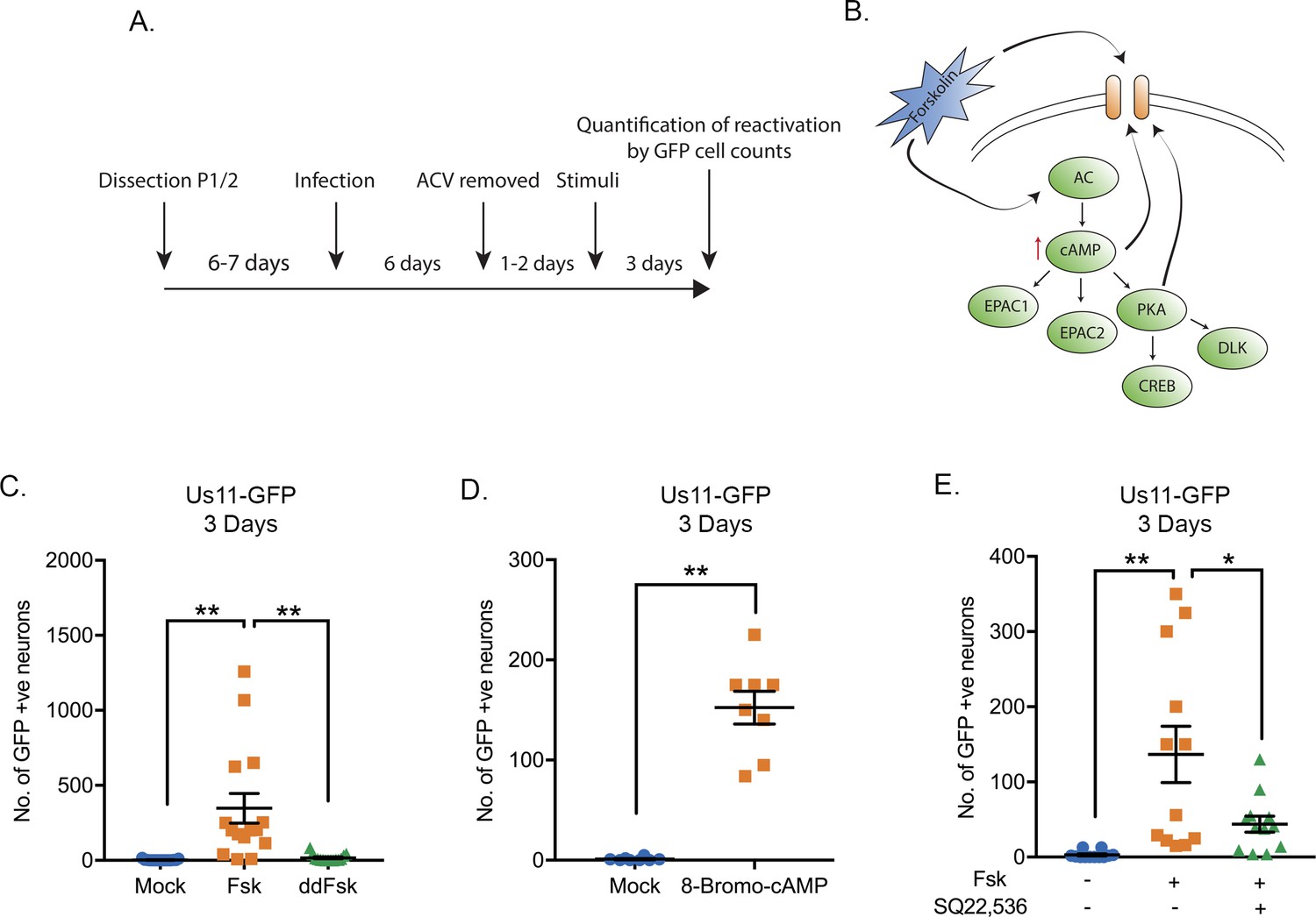 Neuronal Hyperexcitability Is A DLK-dependent Trigger Of Herpes Simplex ...