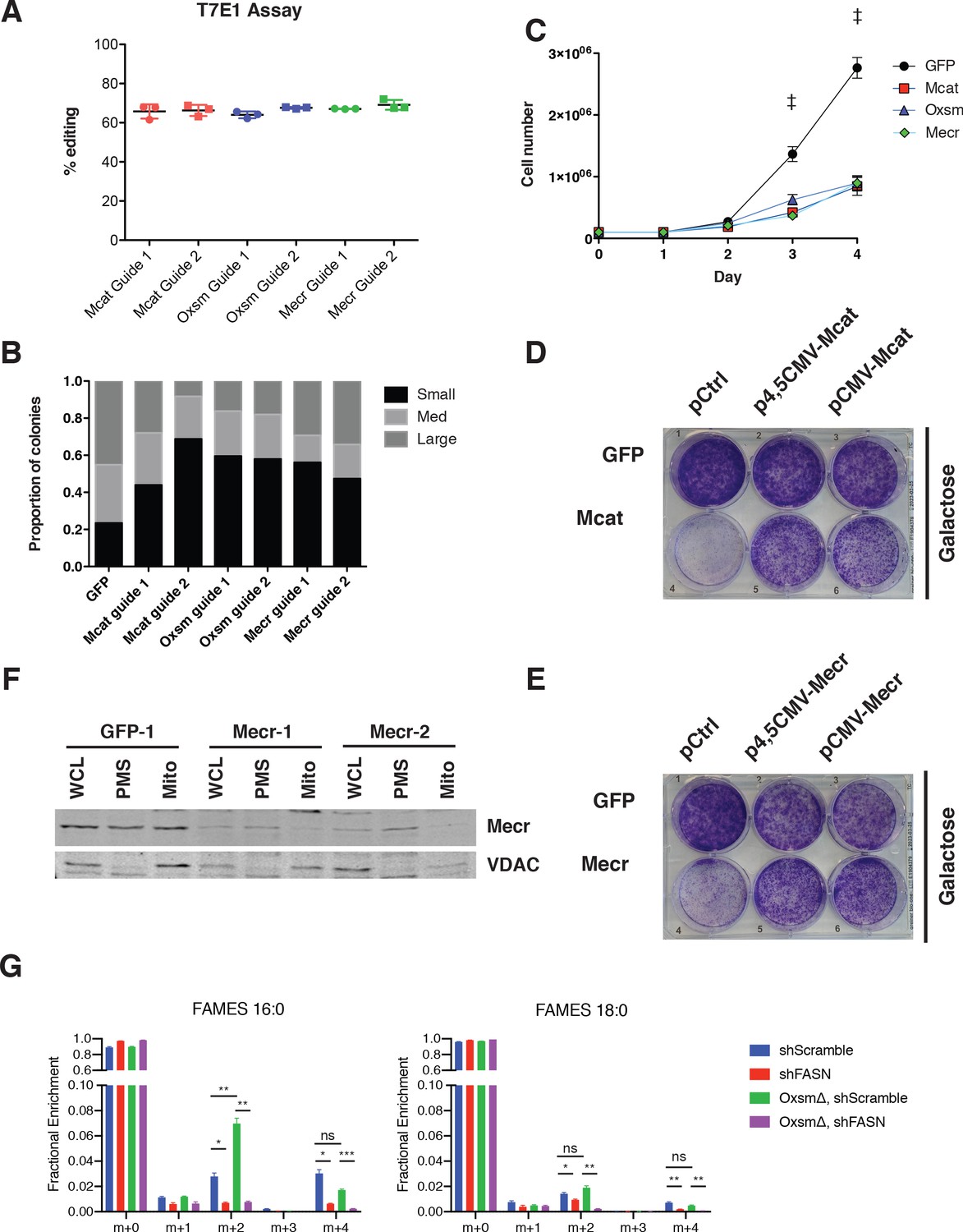 Mitochondrial fatty acid synthesis coordinates oxidative 