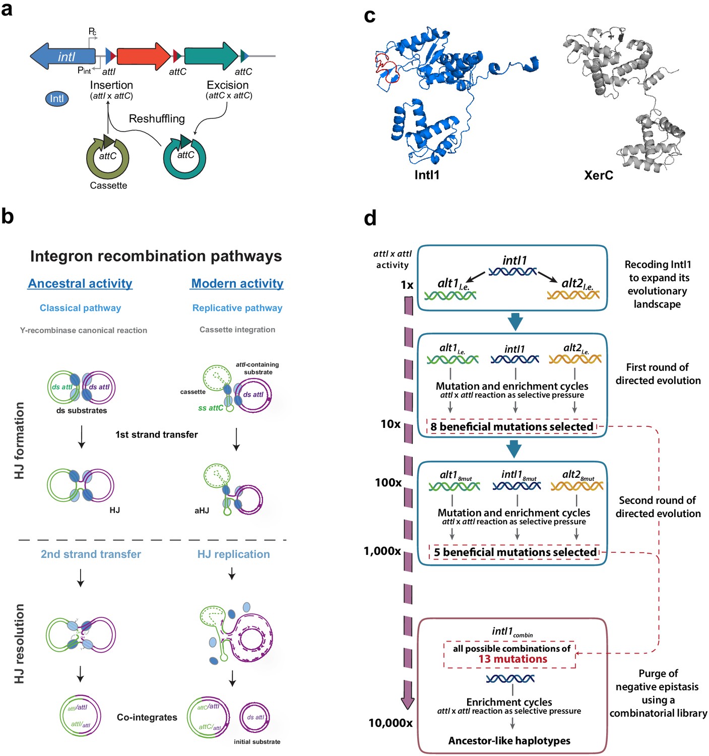 Primary and promiscuous functions coexist during evolutionary ...