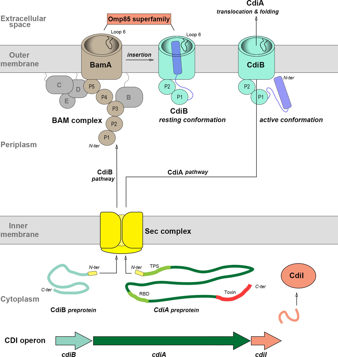 Figures And Data In Structural Insight Into Toxin Secretion By Contact ...