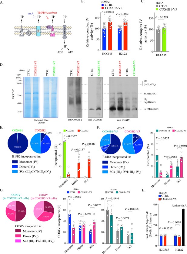 Figures and data in Sperm-specific COX6B2 enhances oxidative ...