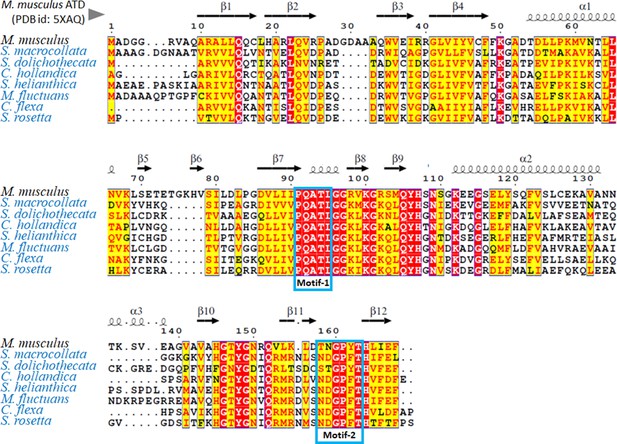 Figures and data in Genomic innovation of ATD alleviates mistranslation ...