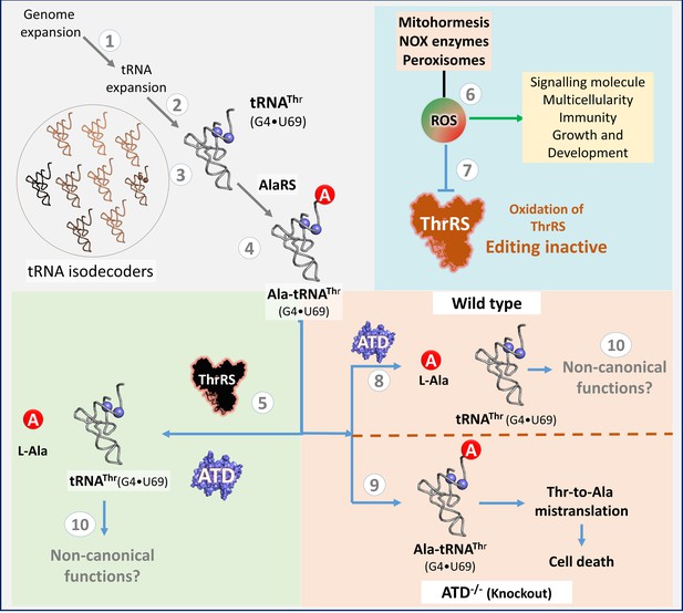 Genomic innovation of ATD alleviates mistranslation associated with ...