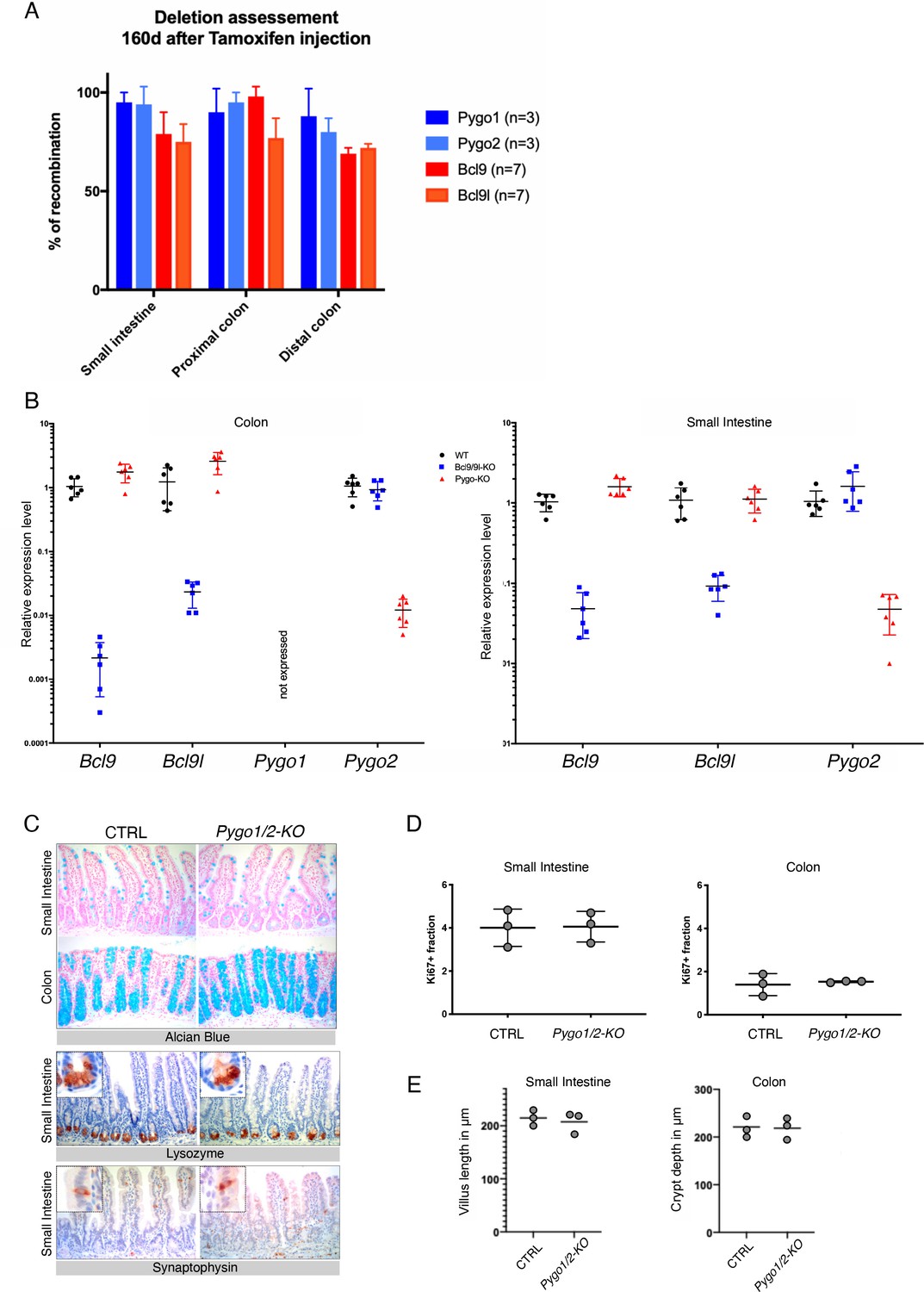 Bcl9 and Pygo synergise downstream of Apc to effect intestinal neoplasia in  FAP mouse models