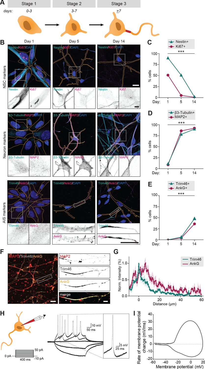 Quantitative Mapping Of Transcriptome And Proteome Dynamics During