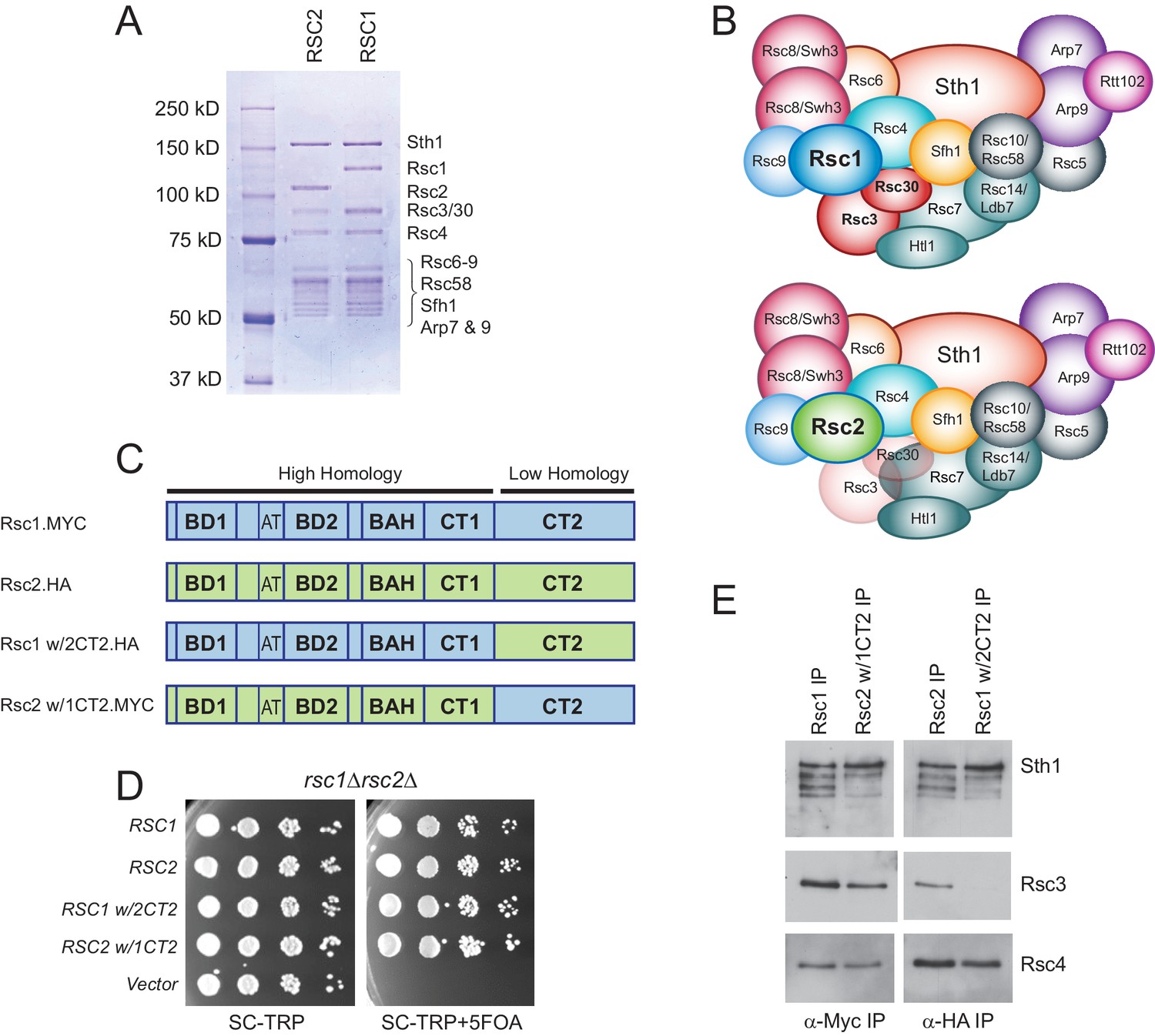 Specialization of the chromatin remodeler RSC to mobilize