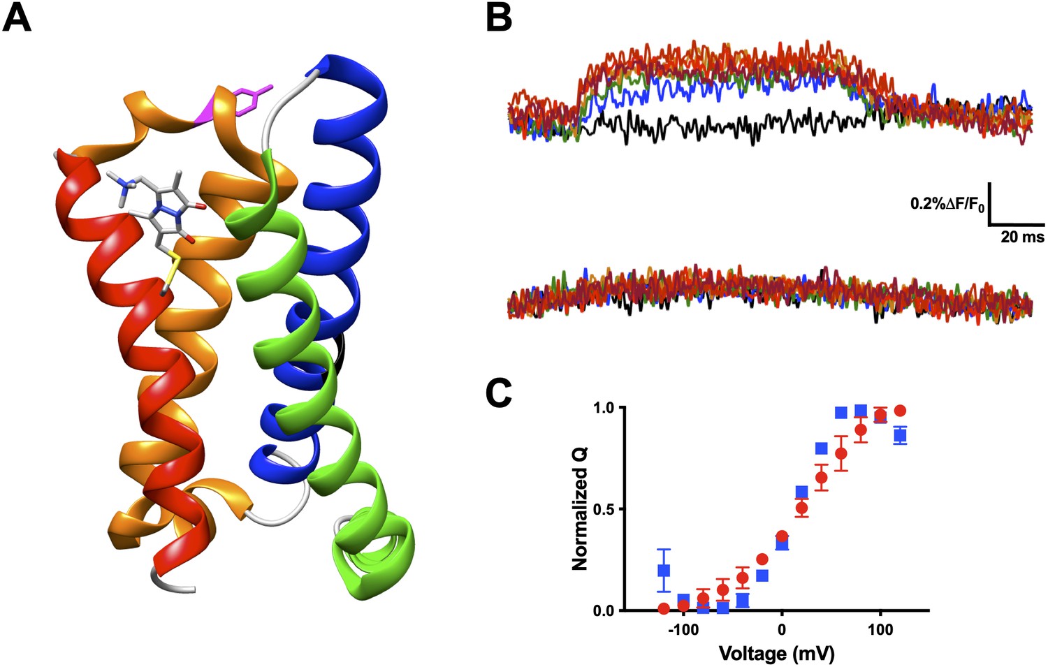 Tracking The Movement Of Discrete Gating Charges In A Voltage-gated ...