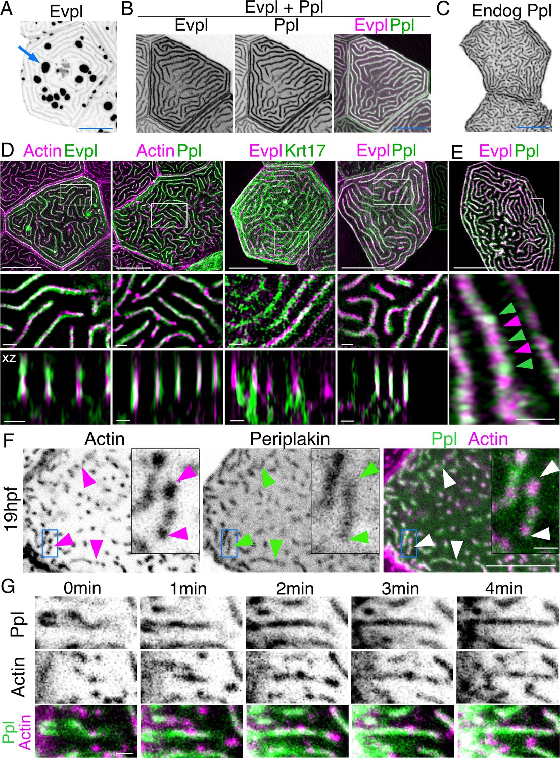 Figures and data in Keratins and plakin family cytolinker proteins ...