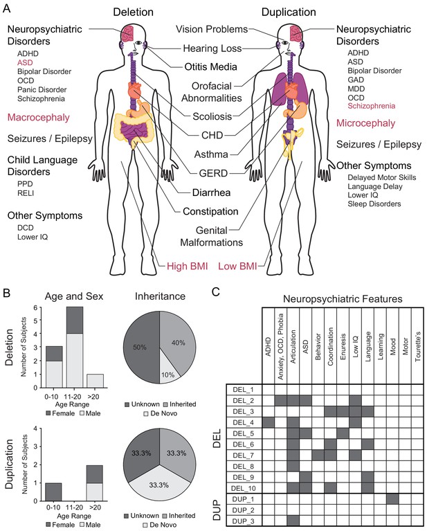 Figures And Data In 16p11.2 Microdeletion Imparts Transcriptional ...