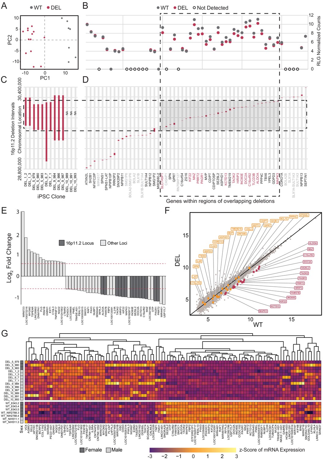 Figures And Data In 16p11.2 Microdeletion Imparts Transcriptional ...